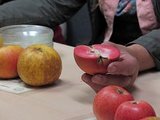 Verkostung von Streuobst-Apfelsorten
